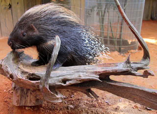 #AskTheExpert: Alligators, porcupines, macaws, and more!